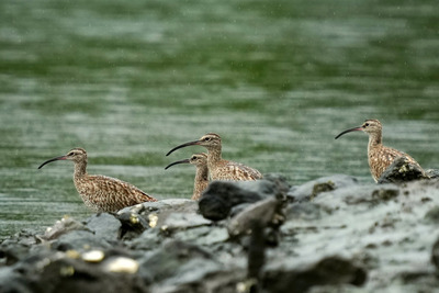 チュウシャクシギ_240628_東京港野鳥公園_潮入りの池_公財日本野鳥の会_レンジャー青木撮影