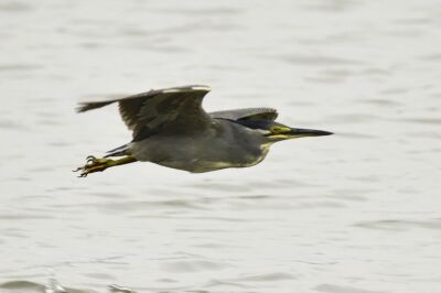 ササゴイ_20200823_東京港野鳥公園_レンジャー撮影