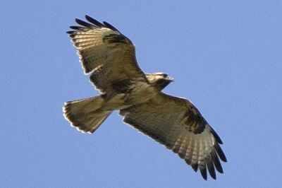 ノスリ_20201024_東京港野鳥公園_レンジャー撮影