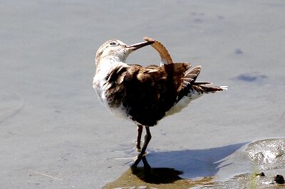 イソシギ_230831_東京港野鳥公園_恩田幸昌_MG_6443_trim