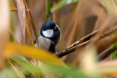 DSC_0489-2-DeNoiseAI-standard