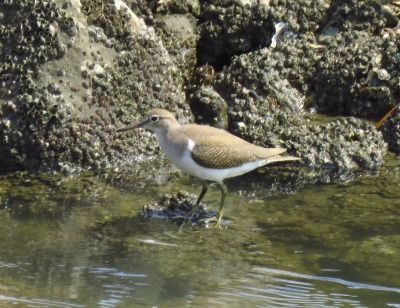 イソシギー190829－前浜干潟