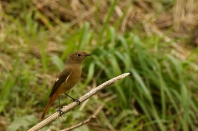 ジョウビタキ_20201028_東京港野鳥公園_レンジャー撮影