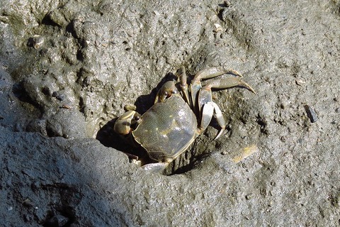 アシハラガニー180331-潮入りの池