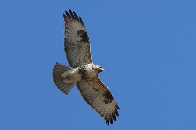 のすり0P4A6190鳥
