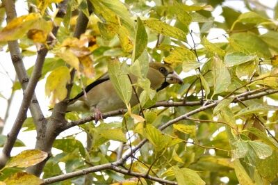 シメ_191124_東淡水池