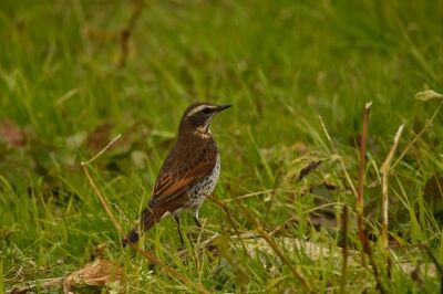 ツグミ_191222_ミニ生態園