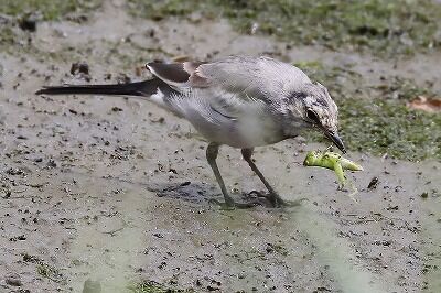 IMG_1785（トリミング）