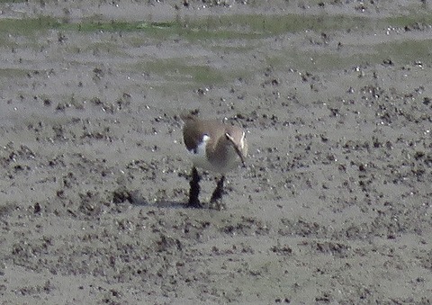イソシギー180821-潮入りの池