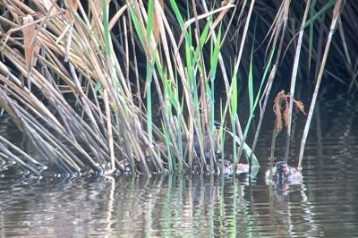 カイツブリ_230720_東京港野鳥公園_恩田幸昌_IMG_8551_trim