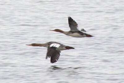 ウミアイサ(飛翔2)_20201125_潮入りの池_レンジャー撮影