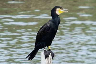 カワウ_足環_240726_東京港野鳥公園_潮入りの池_公財日本野鳥の会_レンジャー青木撮影