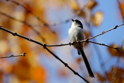 エナガ_201119_東京港野鳥公園_恩田幸昌_MG_6365_trim
