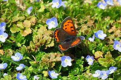 ベニシジミー190327－ミニ生態園