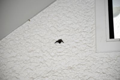 アブラコウモリ_190727_ネイチャーセンター