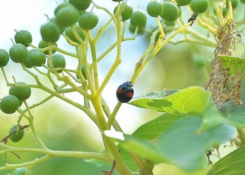 ナミテントウー180522-東京港野鳥公園西園ミズキ (1)