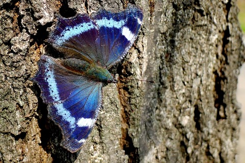 ルリタテハ_180327_東京港野鳥公園_恩田撮影_P1410445_trim