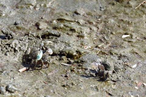 チゴガニー180331－潮入りの池 (2)