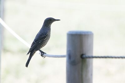 イソヒヨドリ_230825_東京港野鳥公園_恩田幸昌_MG_6194_trim