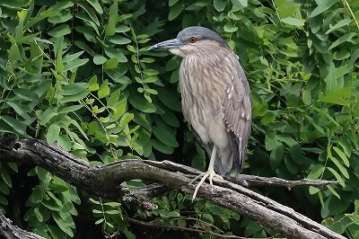 五位鷺IMG_3688鳥