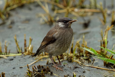 ムクドリ_240621_東京港野鳥公園_潮入りの池_公財日本野鳥の会_レンジャー青木撮影