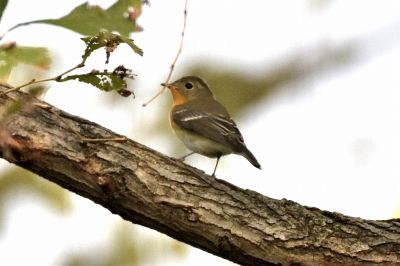 ムギマキ_191020_芝生広場2