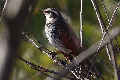 IMG_6217（トリミグ）