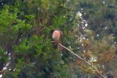 ハイタカ _191127_東淡水池