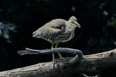 ササゴイ_24073_東京港野鳥公園_潮入りの池_公財日本野鳥の会_レンジャー青木撮影