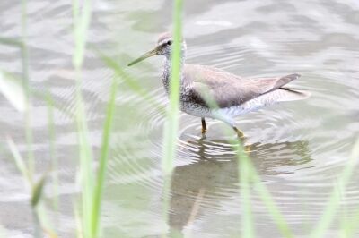 キアシシギ_220730_東京港野鳥公園_恩田幸昌_MG_2079_trim