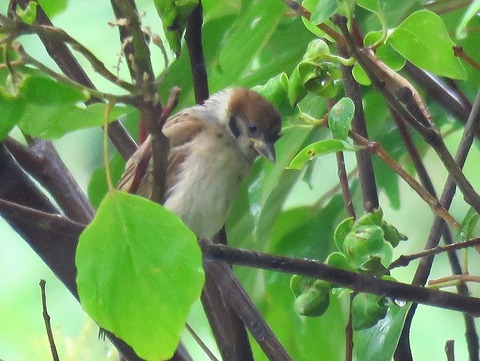 スズメー180620-東淡水池