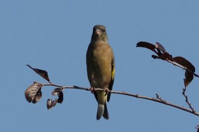 河原鶸0P4A7438鳥