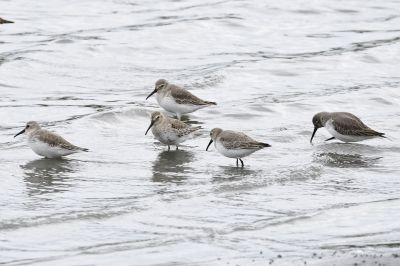 ハマシギ191024_潮入りの池2