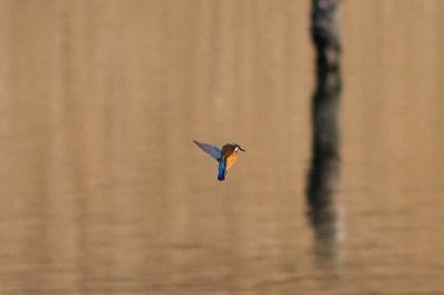 190120_カワセミ_潮入り_青木撮影