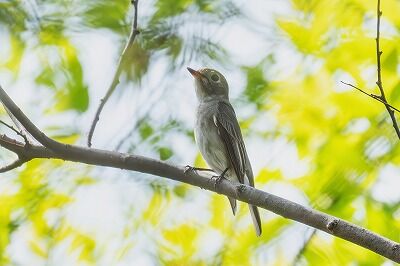 DSC_5151-強化-NR-2