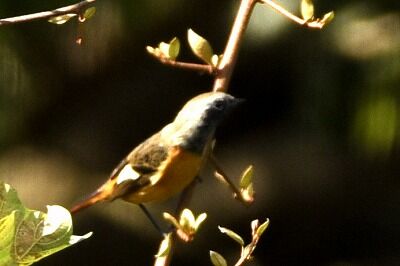 ジョウビタキ_20201025_東京港野鳥公園_レンジャー撮影