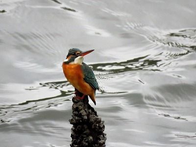 181122_カワセミ_潮入り_古沢撮影