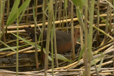 ヒクイナ_240427_東京港野鳥公園_２号観察小屋_公財日本野鳥の会_レンジャー青木撮影