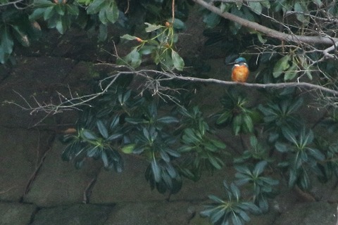 カワセミ_180324_東京港野鳥公園_恩田撮影_MG_9548_trim