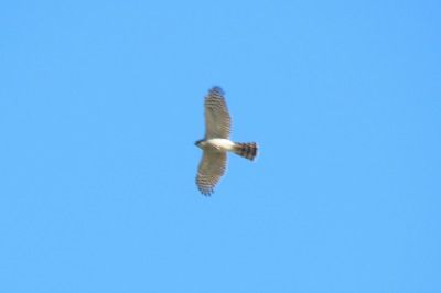 181219_ハイタカ_東淡水池_古沢撮影