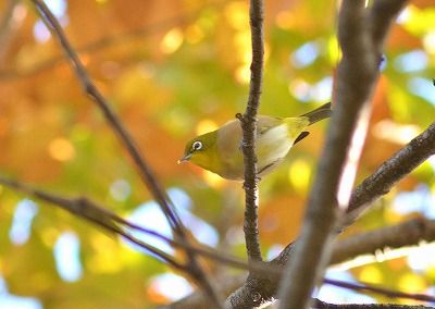 メジロー181123－自然生態園 (2)