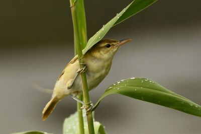 オオヨシキリ_20200731_東京港野鳥公園_レンジャー撮影