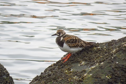 キョウジョシギ(横姿）-前浜デッキ
