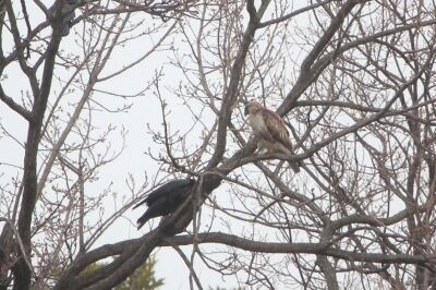 ノスリ_240221_東京港野鳥公園_恩田幸昌_IMG_0304_trim