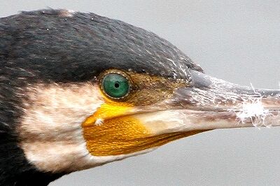 カワウ_230822_東京港野鳥公園_恩田幸昌_MG_5830_trim