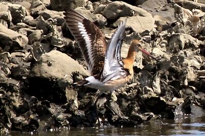 オグロシギ(幼鳥)_200830_潮入りの池_レンジャー撮影