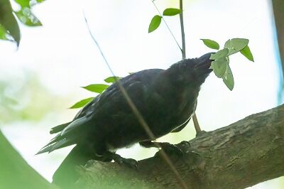 DSC_4909-DeNoiseAI-standard