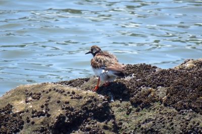 190522_キョウジョシギ_前浜_古沢撮影