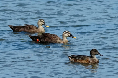 ヨシガモ_240725_東京港野鳥公園_潮入りの池_公財日本野鳥の会_レンジャー青木撮影3