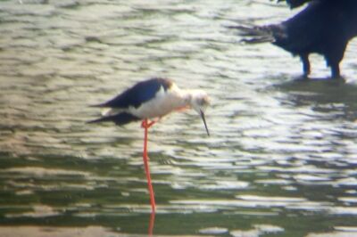 セイタカシギ_220823_東京港野鳥公園_恩田幸昌_P8230012_trim